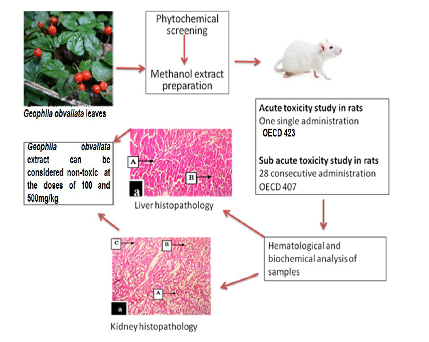 Acute and Subacute Toxicity Profile of Methanol Leaf Extract of